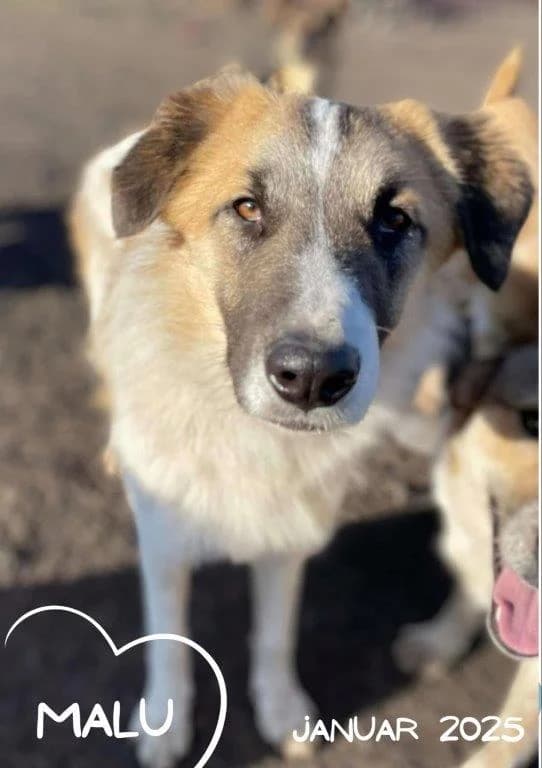Malu (m), young Mixed Breed for adoption at Tiernothilfe Casa Katharina e.V., Nürnberg