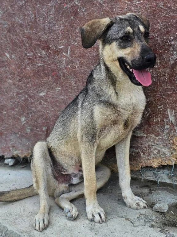 Ziggy (m), male Mixed Breed for adoption at Tiernothilfe Casa Katharina e.V., Nürnberg