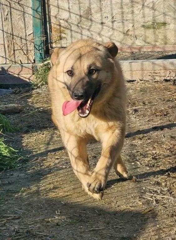 Tim (m), young Mixed Breed for adoption at Tiernothilfe Casa Katharina e.V., Nürnberg