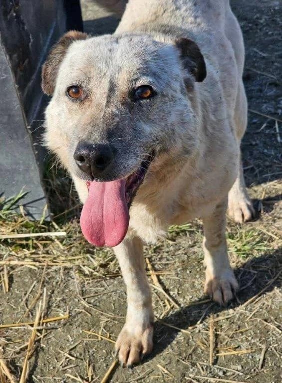 Snow (m), Mixed Breed for adoption at Tiernothilfe Casa Katharina e.V., Nürnberg