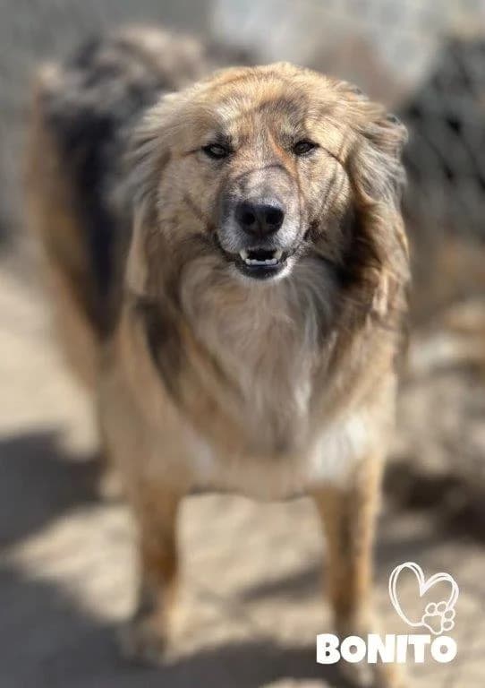 Bonito (m), 5yo Mixed Breed for adoption at Tiernothilfe Casa Katharina e.V., Nürnberg