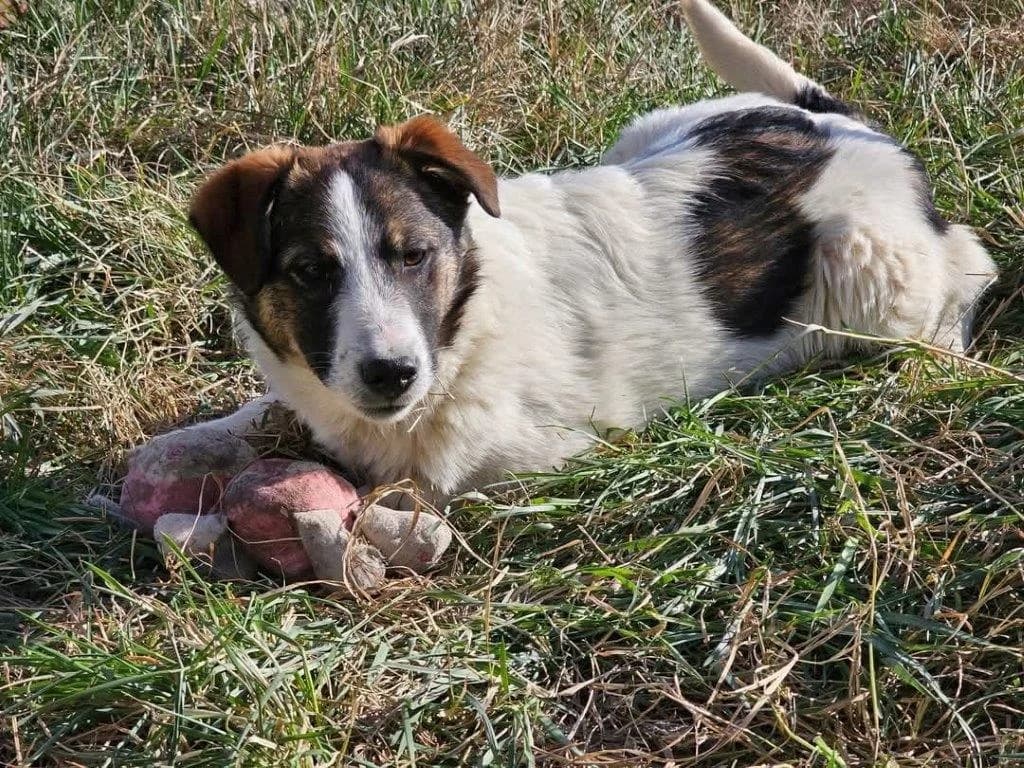 Dax (w), young Mixed Breed for adoption at Tiernothilfe Casa Katharina e.V., Nürnberg
