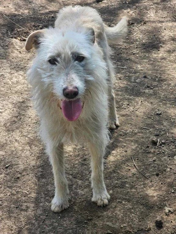 Mary (w), female Mixed Breed for adoption at Tiernothilfe Casa Katharina e.V., Nürnberg