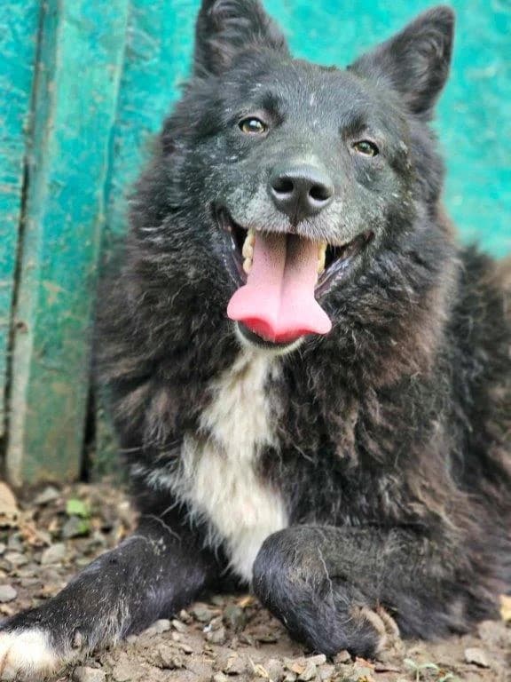 Clark (m), schwarz male Mixed Breed for adoption at Tiernothilfe Casa Katharina e.V., Nürnberg