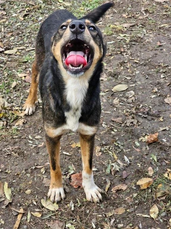 Romeo (m) und Randy (m), male Mixed Breed for adoption at Tiernothilfe Casa Katharina e.V., Nürnberg