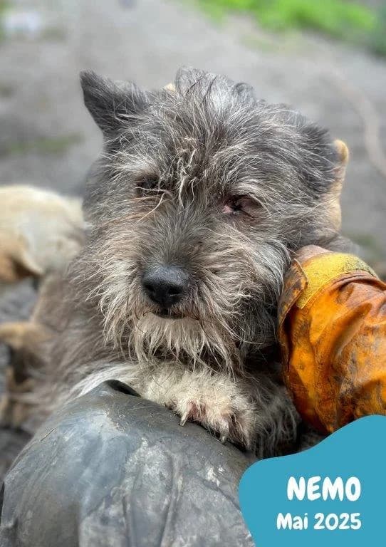 Nemo (m) – reserviert –, puppy Mixed Breed for adoption at Tiernothilfe Casa Katharina e.V., Nürnberg