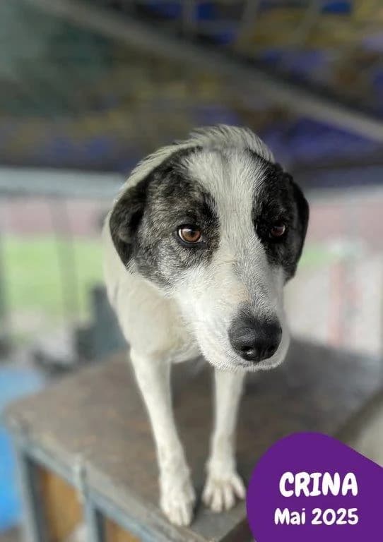 Crina (w), 3yo Mixed Breed for adoption at Tiernothilfe Casa Katharina e.V., Nürnberg