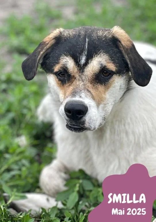 Smilla (w), young Mixed Breed for adoption at Tiernothilfe Casa Katharina e.V., Nürnberg