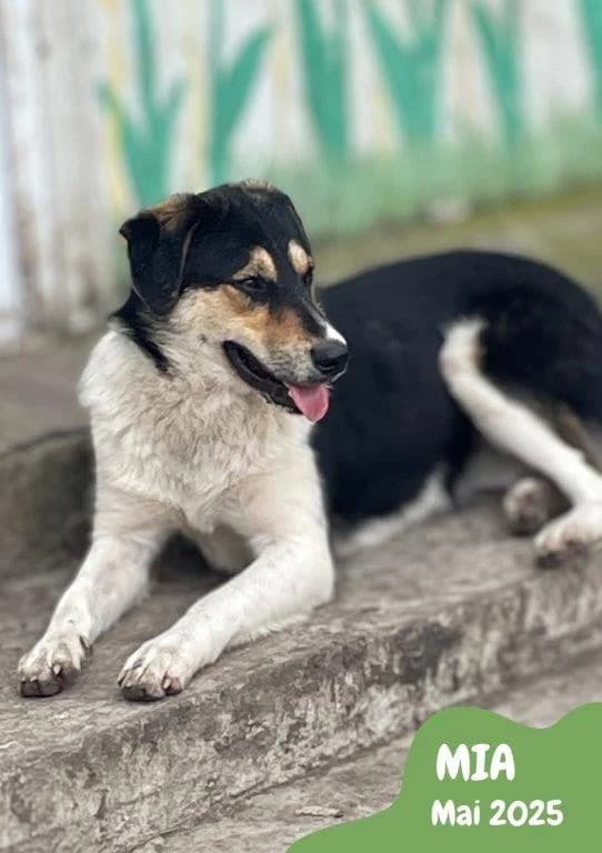 Mia (w), Mixed Breed for adoption at Tiernothilfe Casa Katharina e.V., Nürnberg