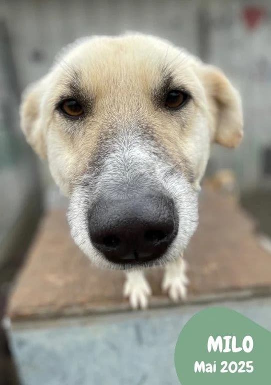 Milo (m), male puppy Mixed Breed for adoption at Tiernothilfe Casa Katharina e.V., Nürnberg