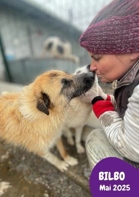 Bilbo (m), 4yo Mixed Breed for adoption at Tiernothilfe Casa Katharina e.V., Nürnberg