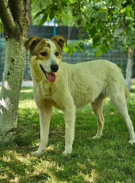 Sheila und Sarina (w), male 3yo Mixed Breed for adoption at Tiernothilfe Casa Katharina e.V., Nürnberg