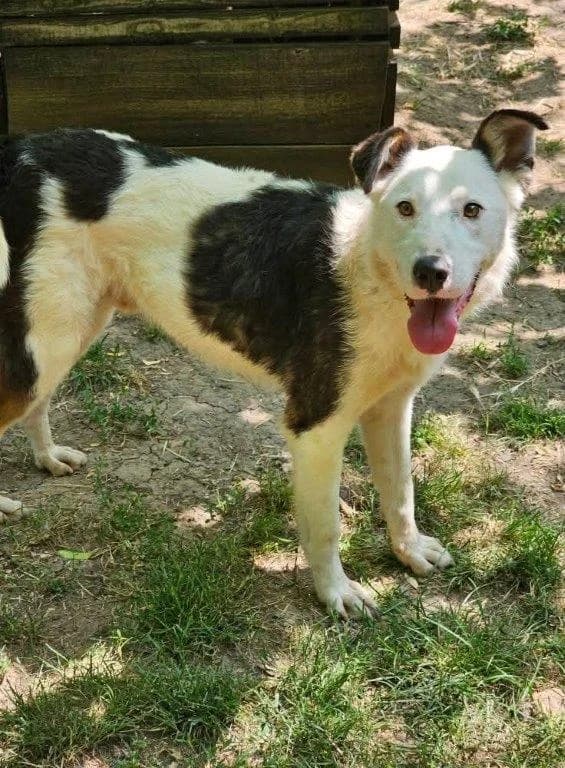 Walter (m), Mixed Breed for adoption at Tiernothilfe Casa Katharina e.V., Nürnberg