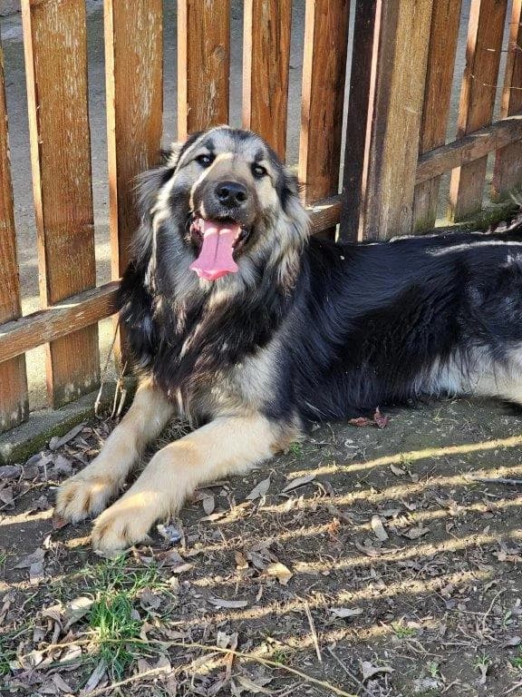 Chase (m), 3yo Mixed Breed for adoption at Tiernothilfe Casa Katharina e.V., Nürnberg