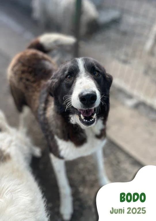 Bodo (m), male 5yo Mixed Breed for adoption at Tiernothilfe Casa Katharina e.V., Nürnberg