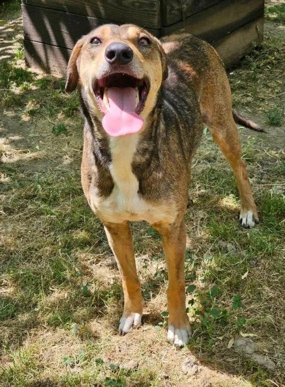 Roya (w), male Mixed Breed for adoption at Tiernothilfe Casa Katharina e.V., Nürnberg