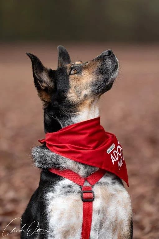 Manolo (m), male senior Mixed Breed for adoption at Tiernothilfe Casa Katharina e.V., Nürnberg