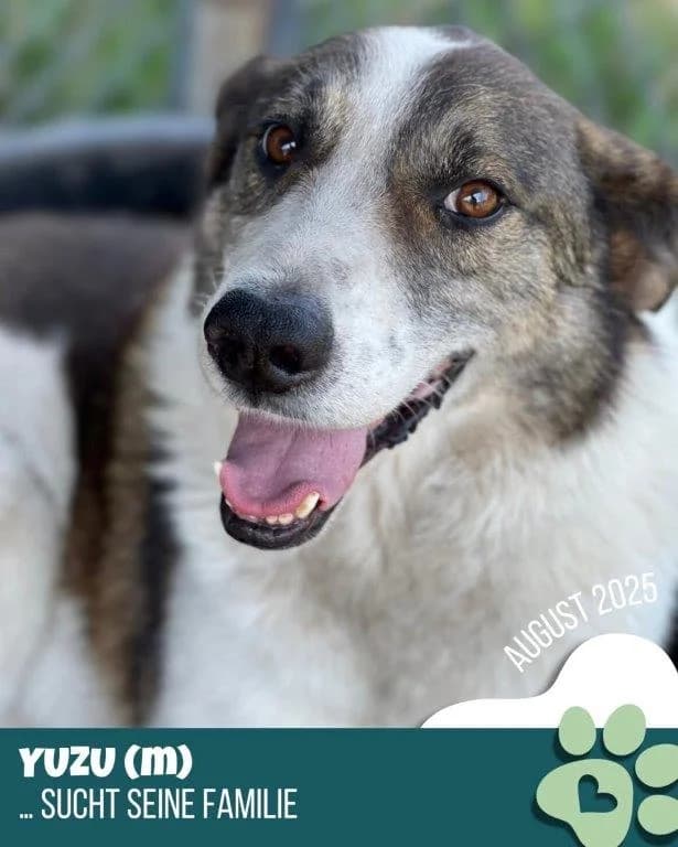 Yuzu (m), gold 7yo Mixed Breed for adoption at Tiernothilfe Casa Katharina e.V., Nürnberg
