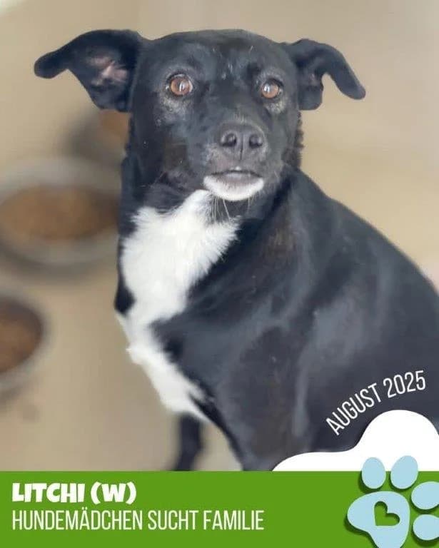 Litchi (w) – auf PF in Deutschland –, 3yo Mixed Breed for adoption at Tiernothilfe Casa Katharina e.V., Nürnberg