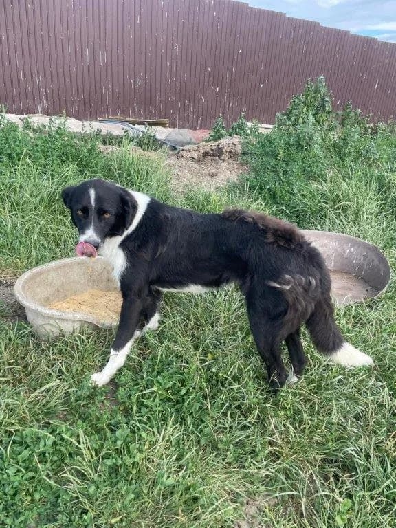 Flynn (m), schwarz Mixed Breed for adoption at Tiernothilfe Casa Katharina e.V., Nürnberg