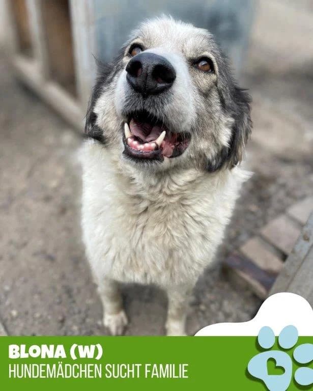 Blona (w), 5yo Mixed Breed for adoption at Tiernothilfe Casa Katharina e.V., Nürnberg