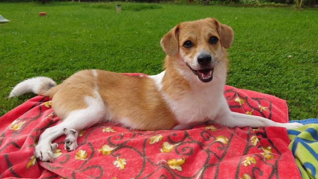 Noki (Toa Nui) (m), senior Mixed Breed for adoption at Tiernothilfe Casa Katharina e.V., Nürnberg