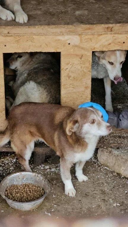 Hella (w), senior Mixed Breed for adoption at Tiernothilfe Casa Katharina e.V., Nürnberg