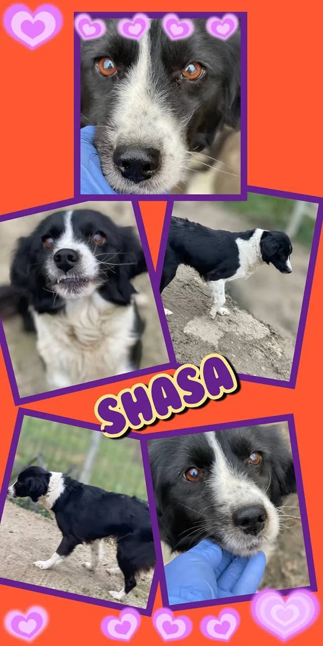 Shasa (w) – reserviert –, female Mixed Breed for adoption at Tiernothilfe Casa Katharina e.V., Nürnberg