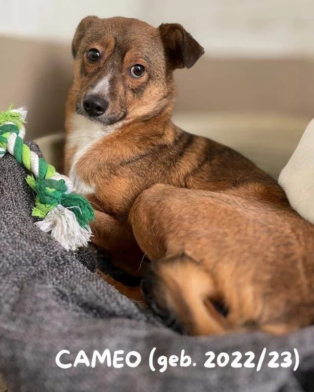 Cameo (m), Mixed Breed for adoption at Tiernothilfe Casa Katharina e.V., Nürnberg