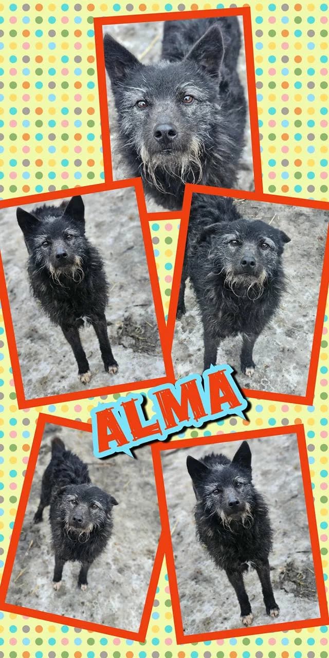 Alma (w), female 6yo Mixed Breed for adoption at Tiernothilfe Casa Katharina e.V., Nürnberg