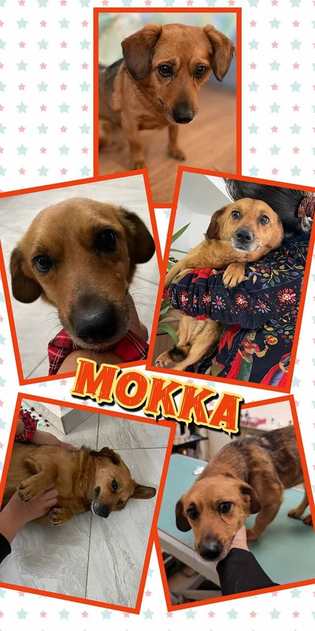 Mokka (w), female Mixed Breed for adoption at Tiernothilfe Casa Katharina e.V., Nürnberg