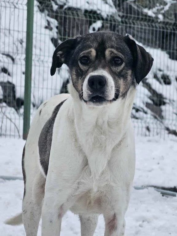 Chriso (m), puppy Mixed Breed for adoption at Tiernothilfe Casa Katharina e.V., Nürnberg