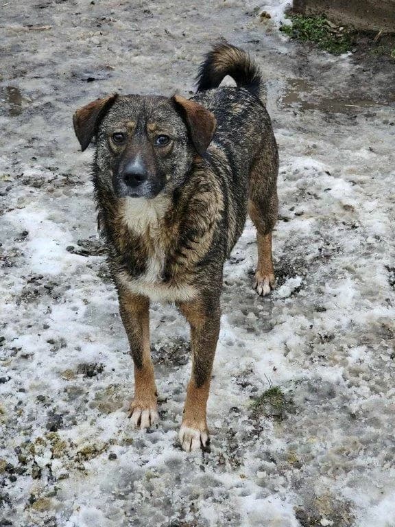 Watson (m), puppy Mixed Breed for adoption at Tiernothilfe Casa Katharina e.V., Nürnberg