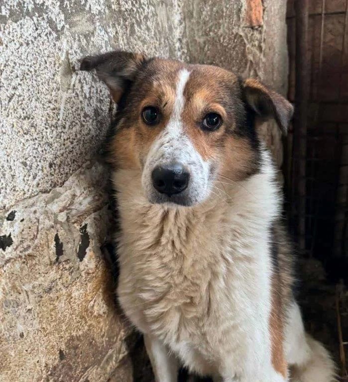 Jamie (m) – auf PF in Deutschland –, male Mixed Breed for adoption at Tiernothilfe Casa Katharina e.V., Nürnberg
