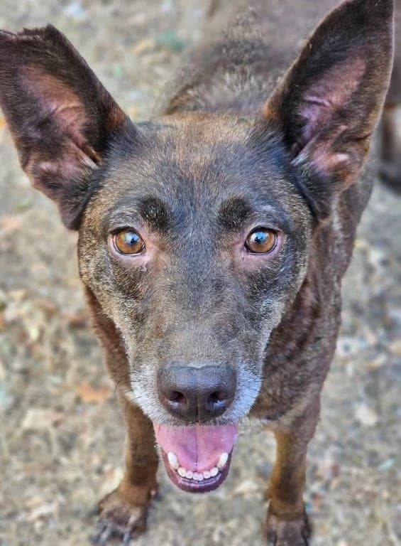Sara (w), female Mixed Breed for adoption at Tiernothilfe Casa Katharina e.V., Nürnberg