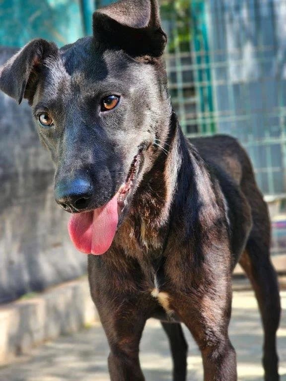 Dave (m), schwarz male Mixed Breed for adoption at Tiernothilfe Casa Katharina e.V., Nürnberg