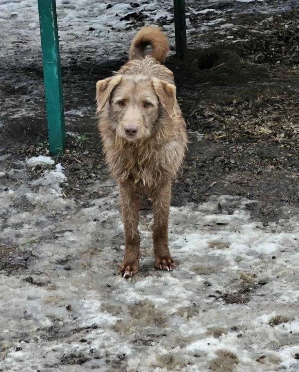 Monty (m), puppy Mixed Breed for adoption at Tiernothilfe Casa Katharina e.V., Nürnberg