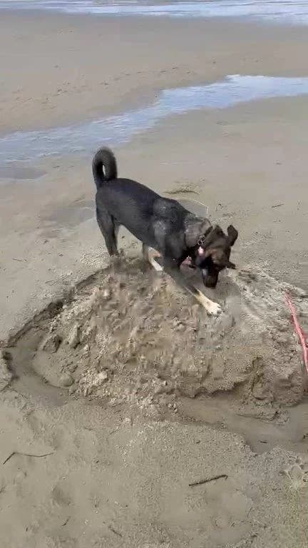 Isi (s) (w), sand Mixed Breed for adoption at Tiernothilfe Casa Katharina e.V., Nürnberg