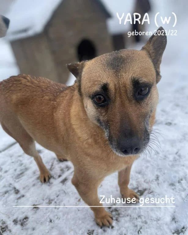 Yara (w), young Mixed Breed for adoption at Tiernothilfe Casa Katharina e.V., Nürnberg