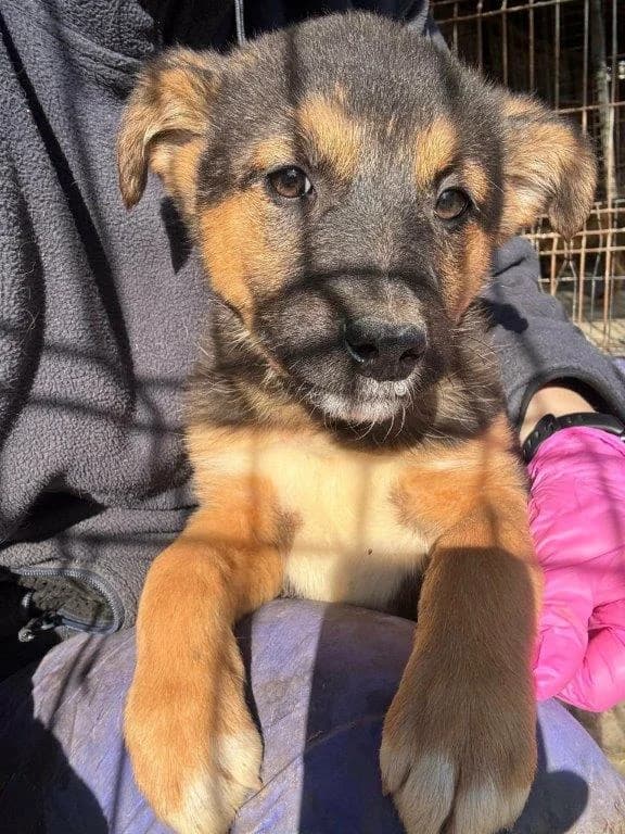 Snickers (m), puppy Mixed Breed for adoption at Tiernothilfe Casa Katharina e.V., Nürnberg