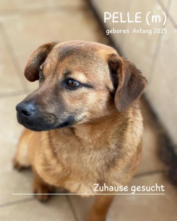 Pelle (m), puppy Mixed Breed for adoption at Tiernothilfe Casa Katharina e.V., Nürnberg