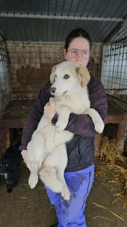 Tammy (w), puppy Mixed Breed for adoption at Tiernothilfe Casa Katharina e.V., Nürnberg