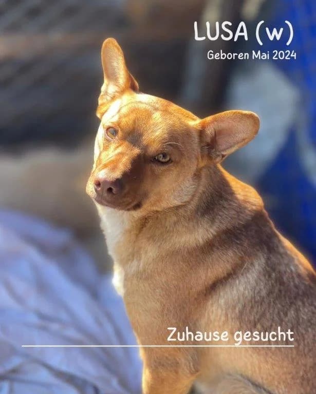 Lusa (w), young Mixed Breed for adoption at Tiernothilfe Casa Katharina e.V., Nürnberg