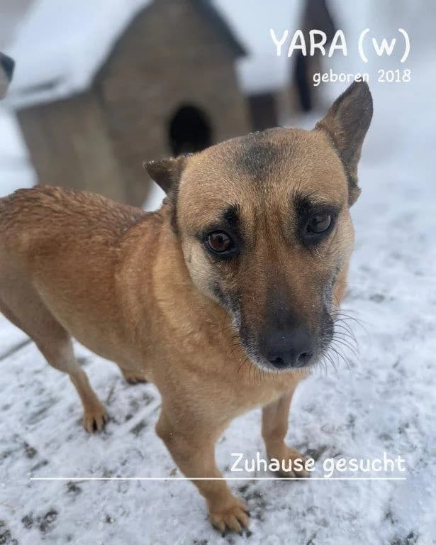 Yara (w), female senior Mixed Breed for adoption at Tiernothilfe Casa Katharina e.V., Nürnberg
