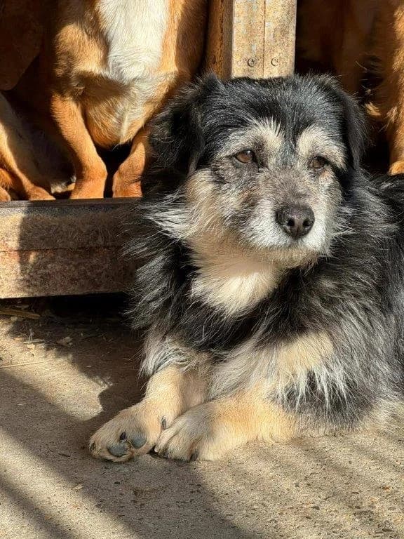 Janosch (m) – auf PF in Deutschland –, 3yo Mixed Breed for adoption at Tiernothilfe Casa Katharina e.V., Nürnberg