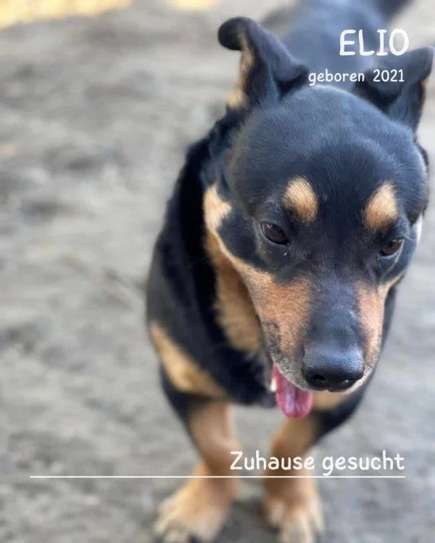 Elio (m), male Mixed Breed for adoption at Tiernothilfe Casa Katharina e.V., Nürnberg