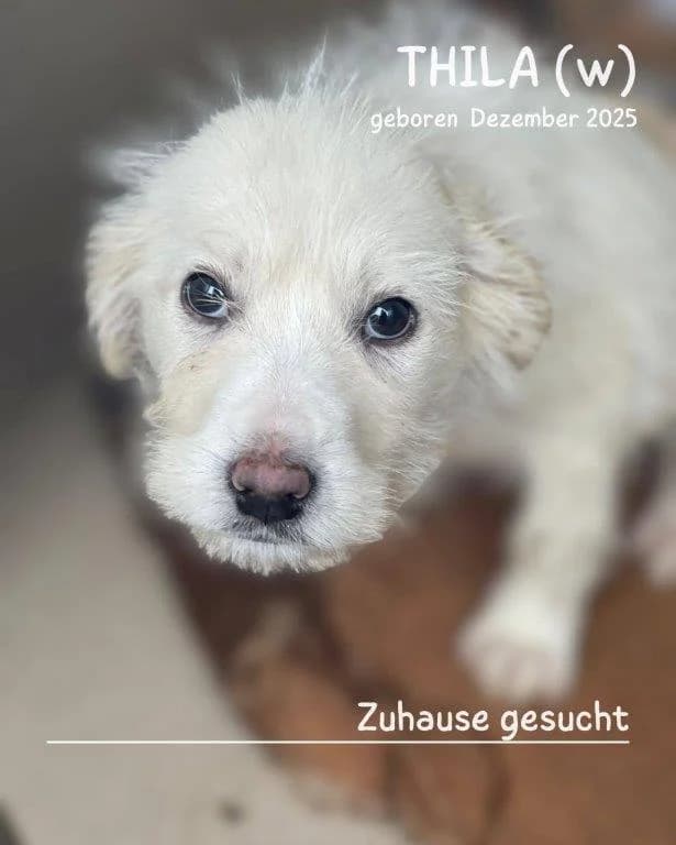 Thila (w), female young Mixed Breed for adoption at Tiernothilfe Casa Katharina e.V., Nürnberg