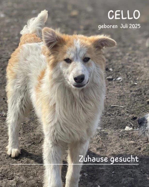 Cello (m), male young Mixed Breed for adoption at Tiernothilfe Casa Katharina e.V., Nürnberg