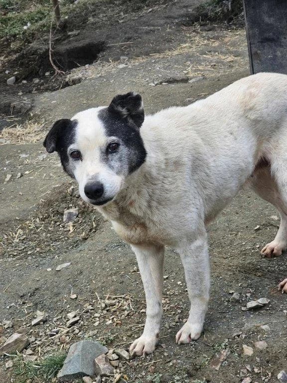 Aurora (w), female senior Mixed Breed for adoption at Tiernothilfe Casa Katharina e.V., Nürnberg
