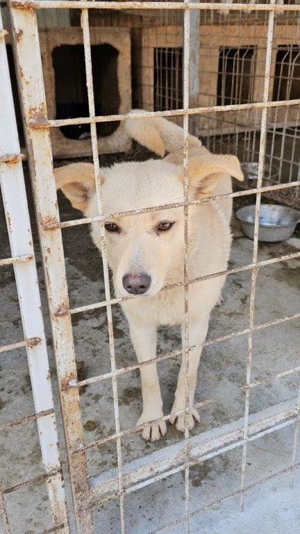 Tracy (w), female young Mixed Breed for adoption at Tiernothilfe Casa Katharina e.V., Nürnberg